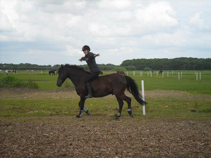 stutteri Galoply`s Marster (træning) billede 23