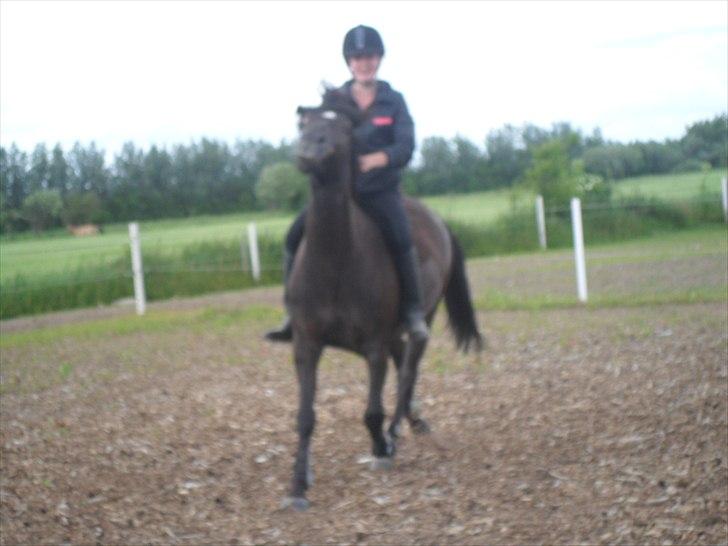 stutteri Galoply`s Marster (træning) billede 24