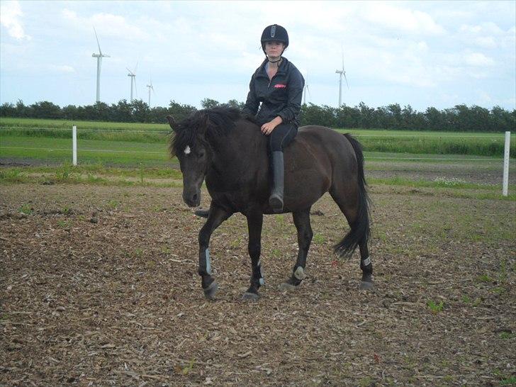 stutteri Galoply`s Marster (træning) billede 25