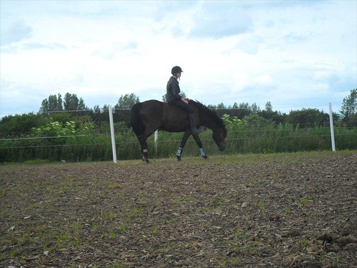 stutteri Galoply`s Marster (træning) billede 26