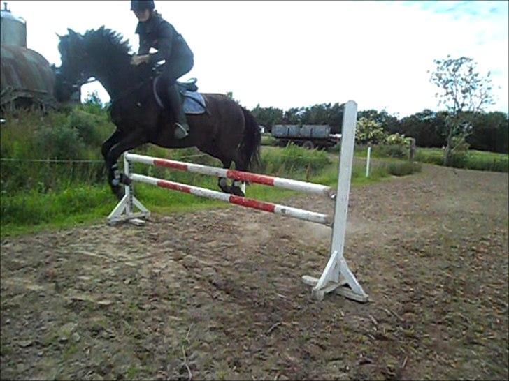 stutteri Galoply`s Marster (træning) billede 27