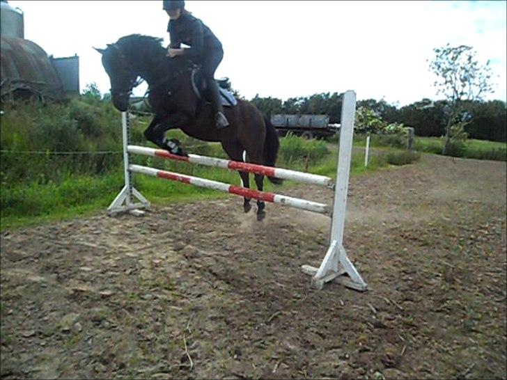 stutteri Galoply`s Marster (træning) billede 28