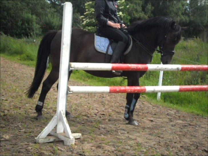 stutteri Galoply`s Marster (træning) billede 29