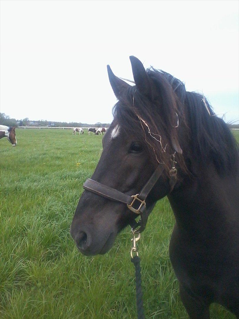 stutteri Galoply`s Marster (træning) billede 30