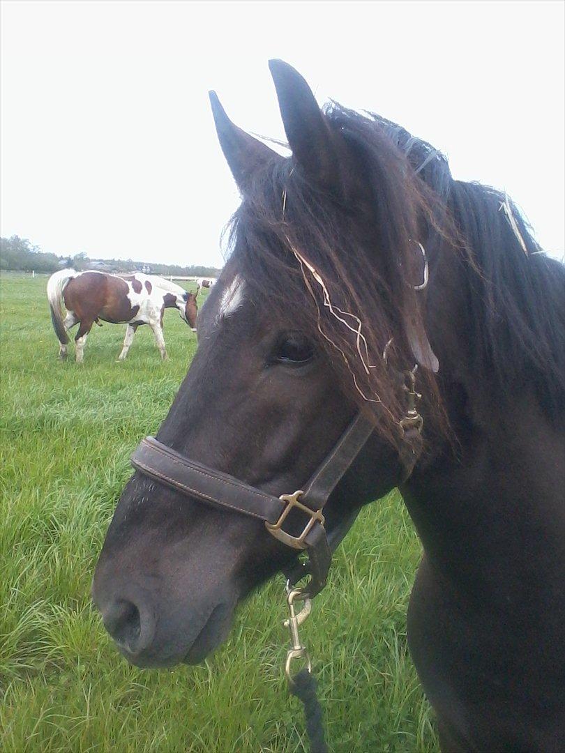 stutteri Galoply`s Marster (træning) billede 31