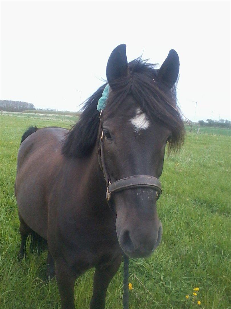 stutteri Galoply`s Marster (træning) billede 32