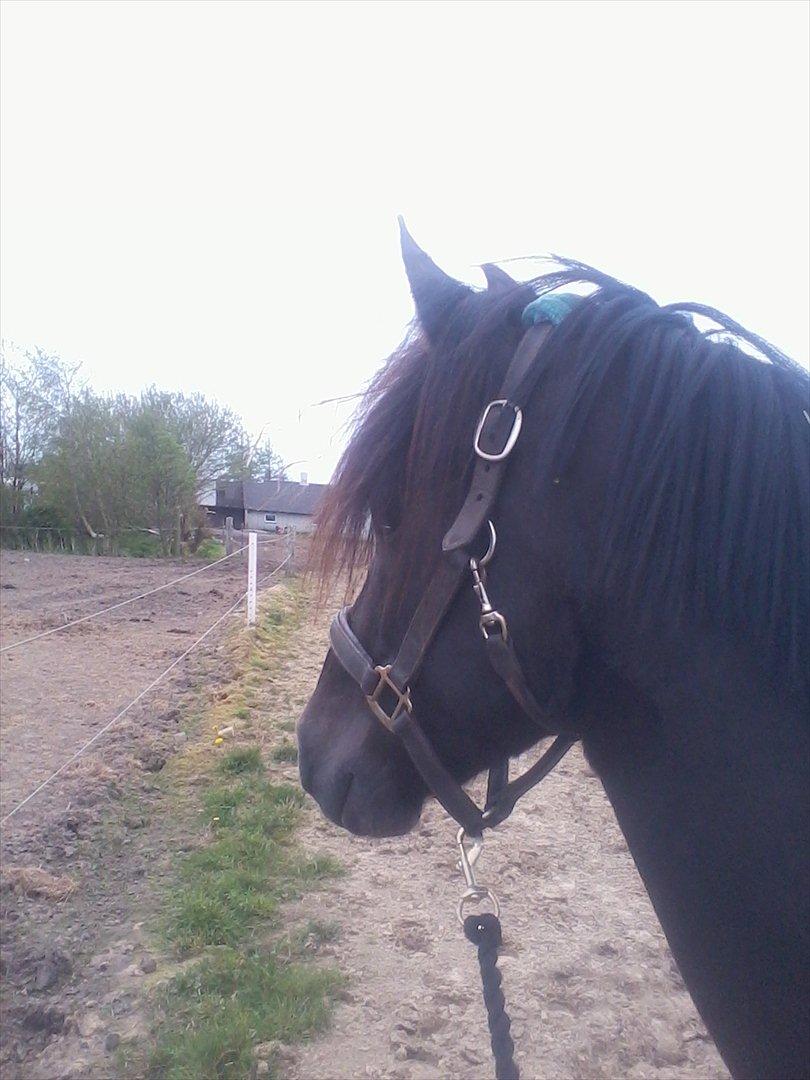 stutteri Galoply`s Marster (træning) billede 33