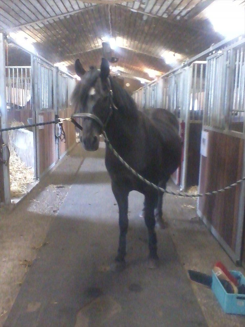 stutteri Galoply`s Marster (træning) billede 34