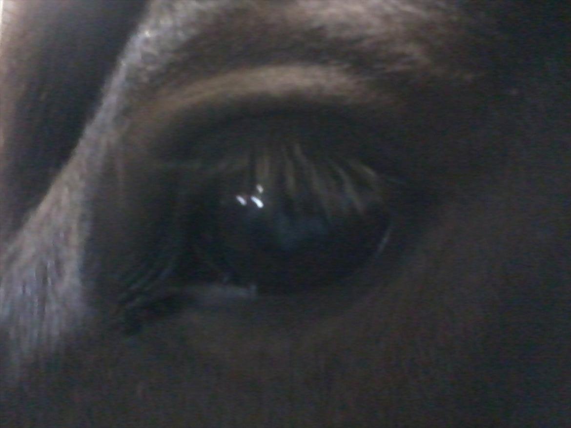 stutteri Galoply`s Marster (træning) billede 35