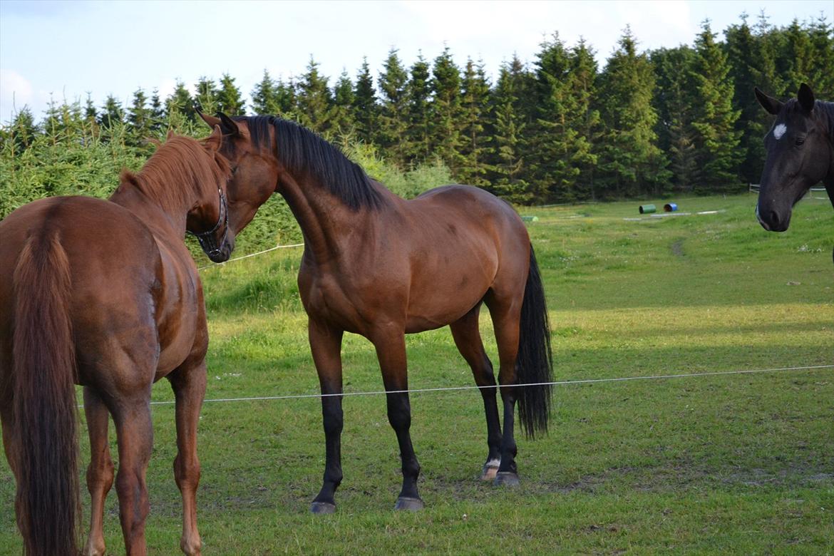 montana nye hjem i simmelkær billede 2