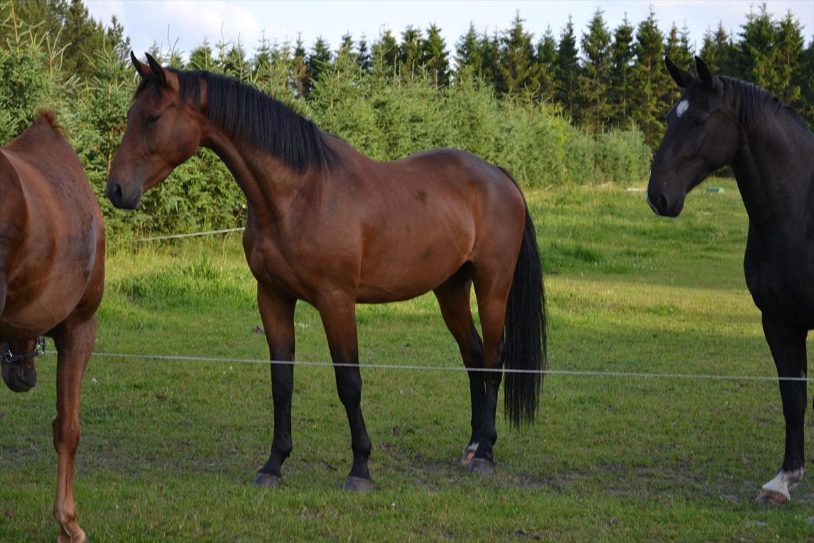 montana nye hjem i simmelkær billede 3