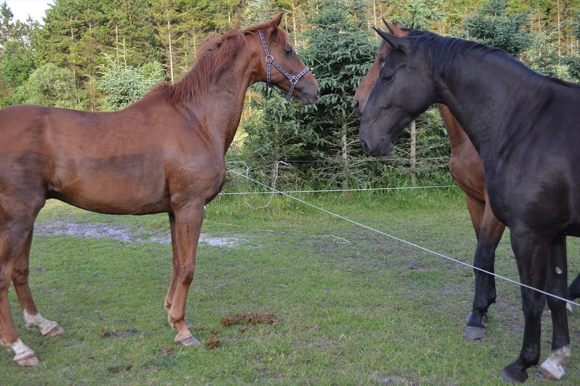 montana nye hjem i simmelkær billede 7