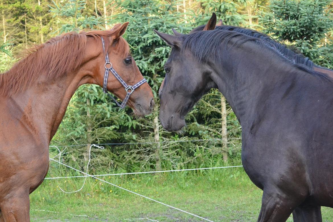 montana nye hjem i simmelkær billede 8