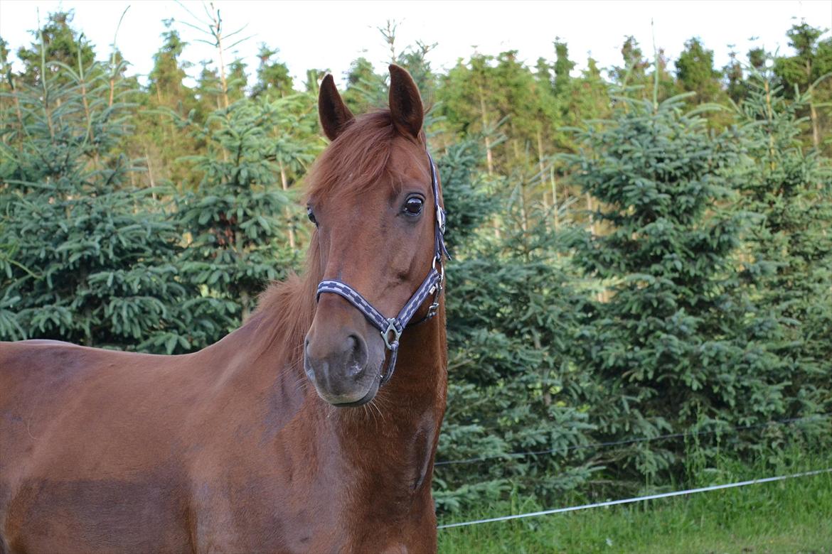 montana nye hjem i simmelkær billede 9