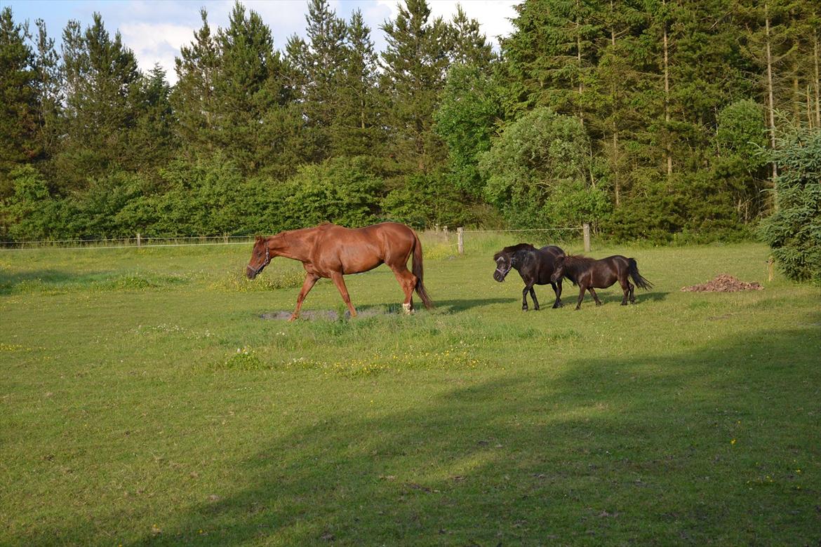 montana nye hjem i simmelkær billede 10