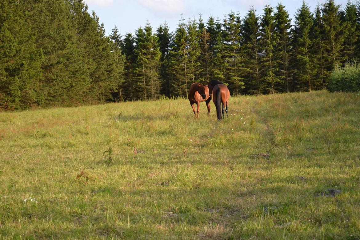 montana nye hjem i simmelkær billede 11