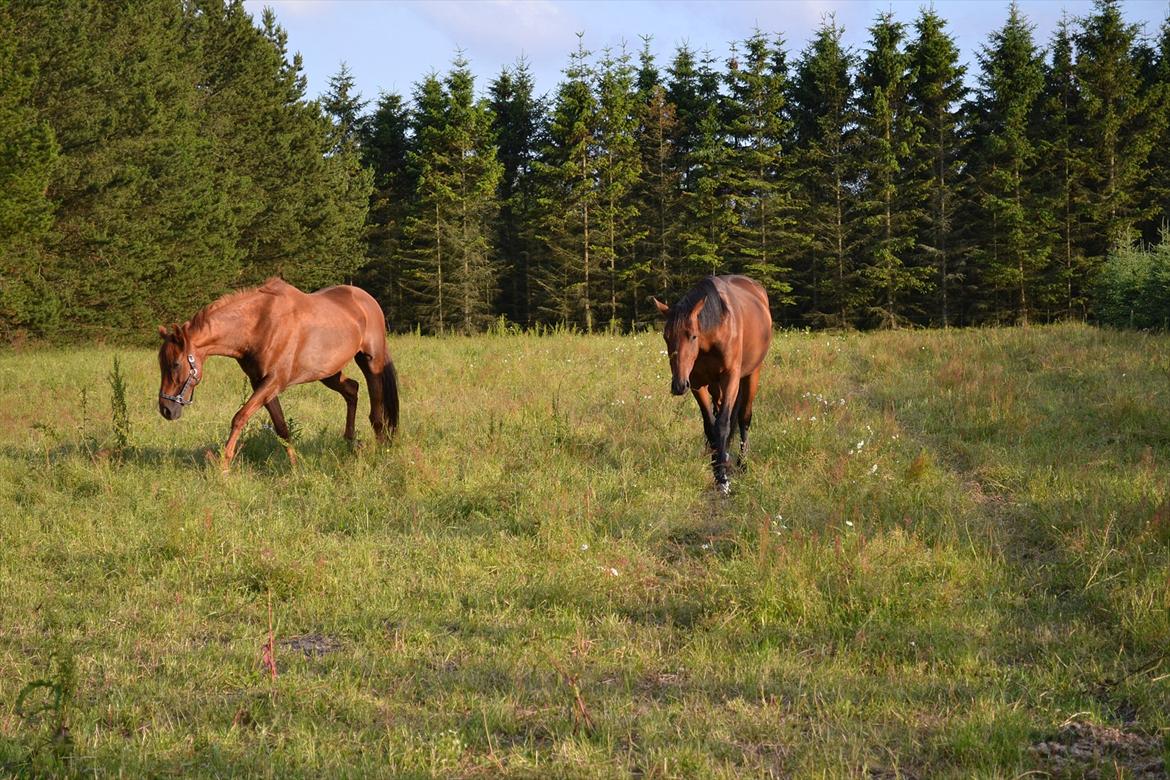 montana nye hjem i simmelkær billede 12