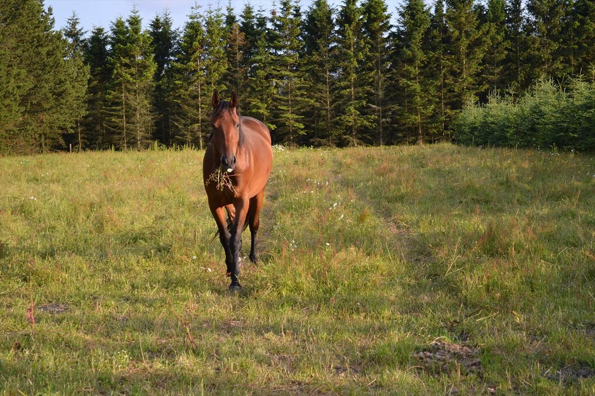 montana nye hjem i simmelkær billede 13