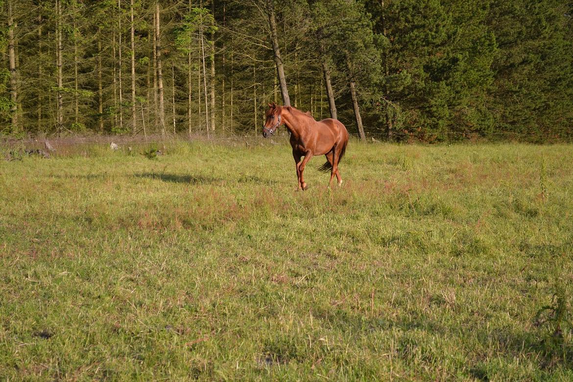 montana nye hjem i simmelkær billede 14