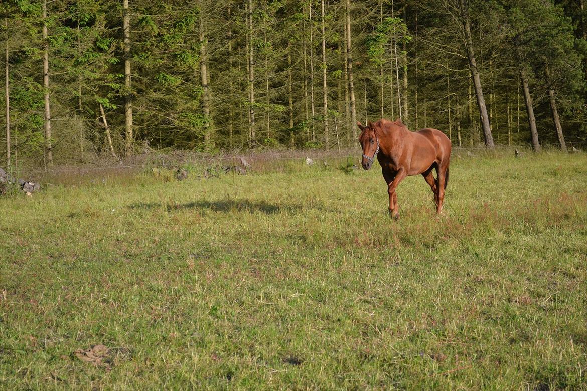 montana nye hjem i simmelkær billede 15