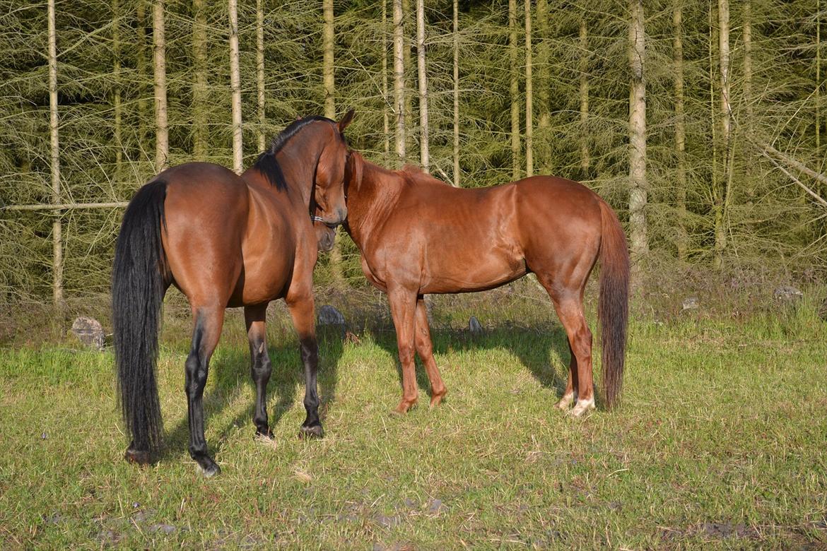 montana nye hjem i simmelkær billede 16