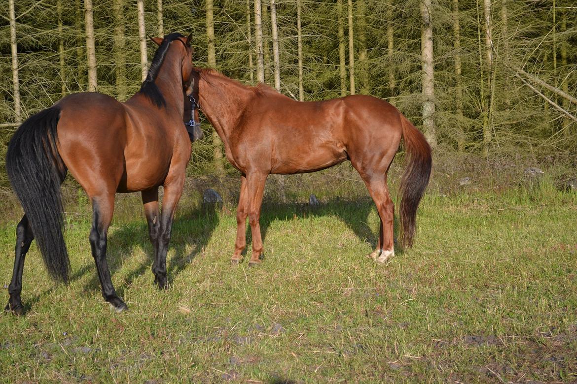 montana nye hjem i simmelkær billede 17