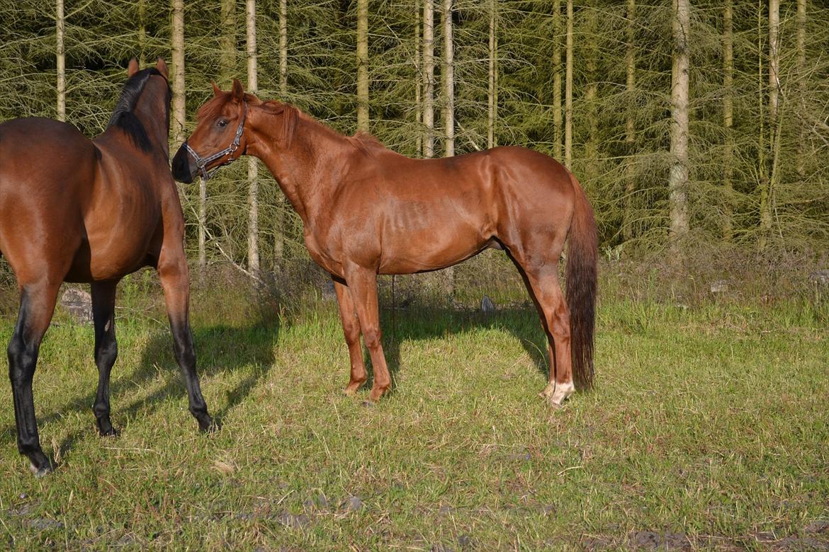 montana nye hjem i simmelkær billede 18