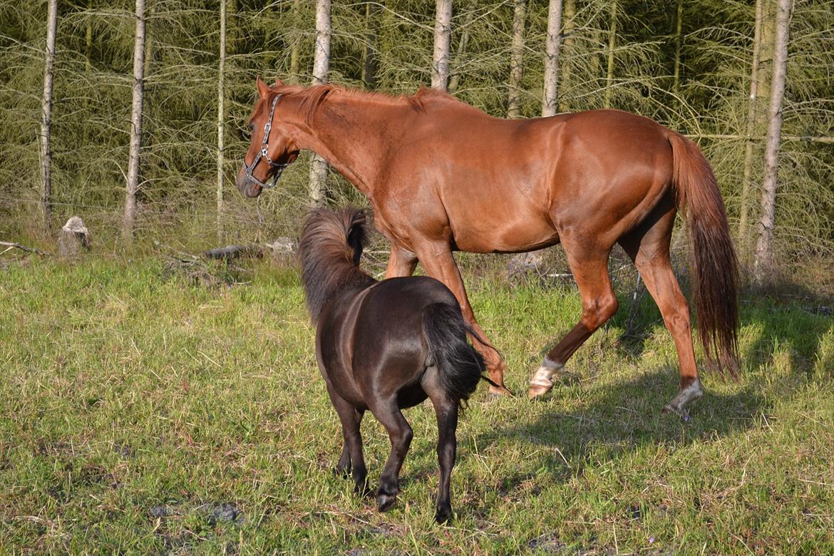 montana nye hjem i simmelkær billede 19
