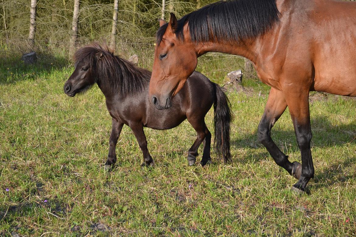 montana nye hjem i simmelkær billede 20