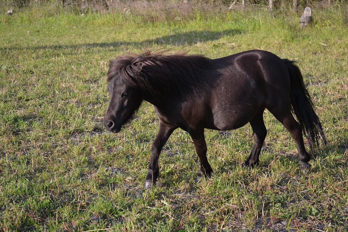 montana nye hjem i simmelkær billede 21