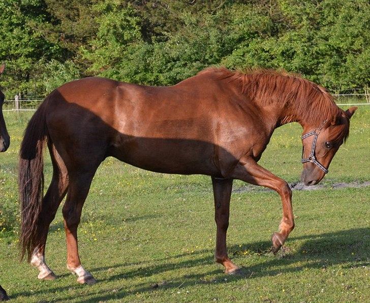 montana nye hjem i simmelkær billede 22