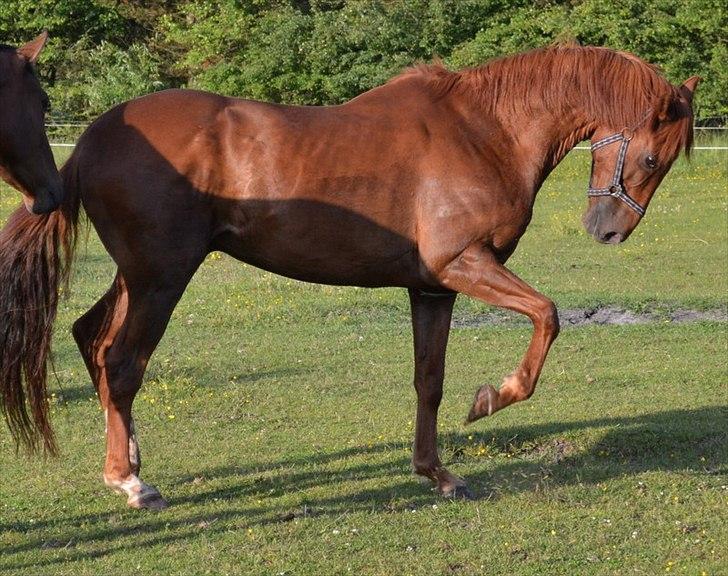 montana nye hjem i simmelkær billede 1