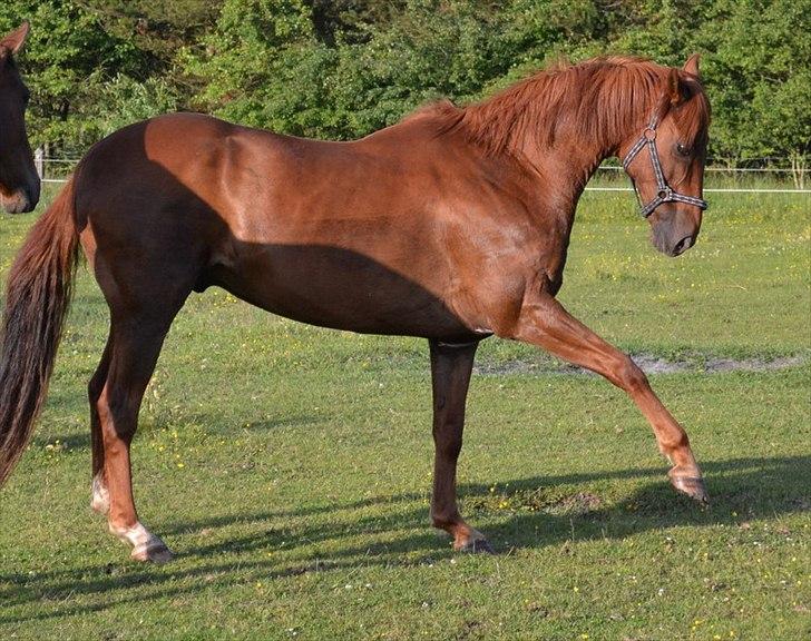 montana nye hjem i simmelkær billede 23