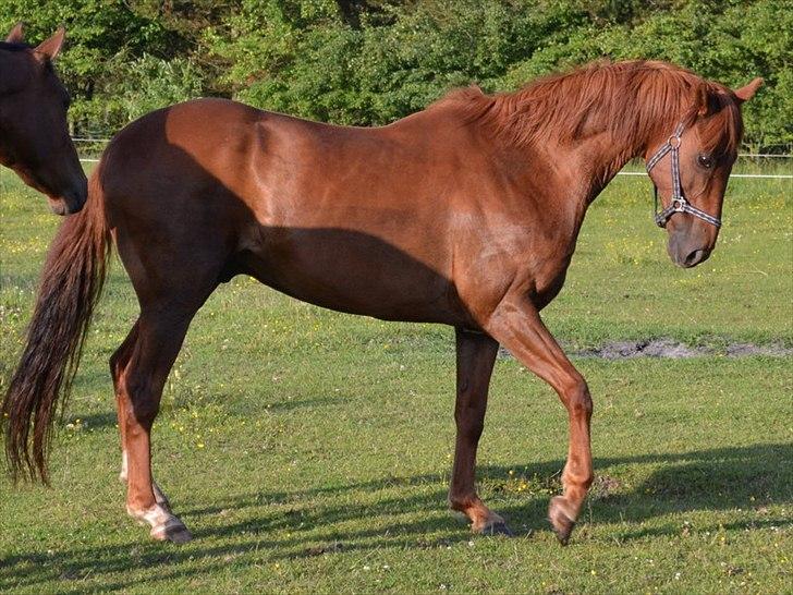 montana nye hjem i simmelkær billede 24