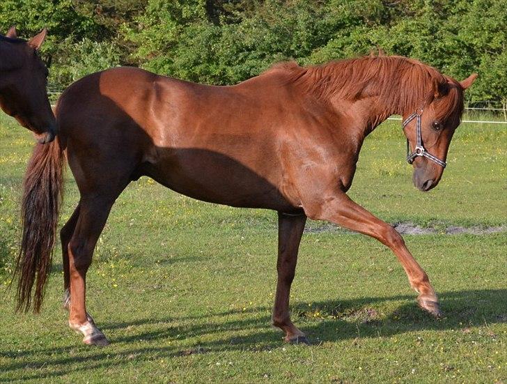 montana nye hjem i simmelkær billede 25