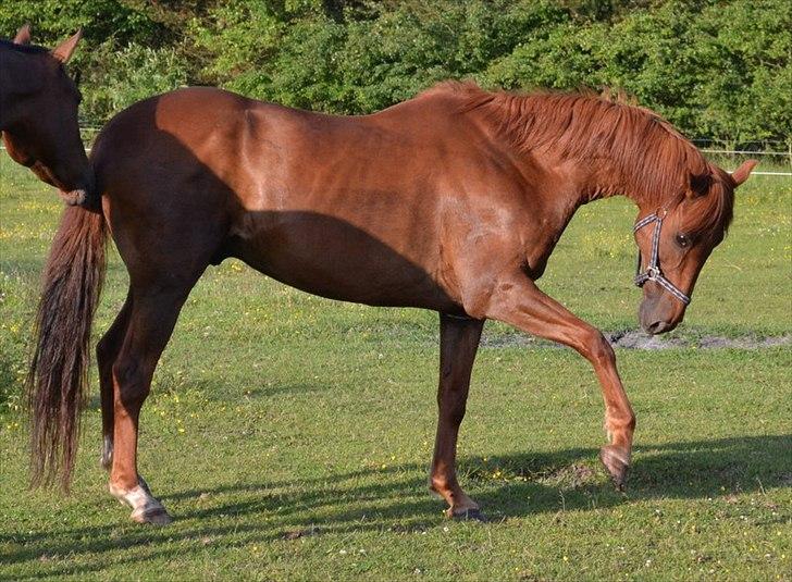 montana nye hjem i simmelkær billede 26