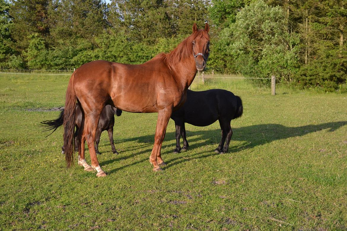 montana nye hjem i simmelkær billede 27