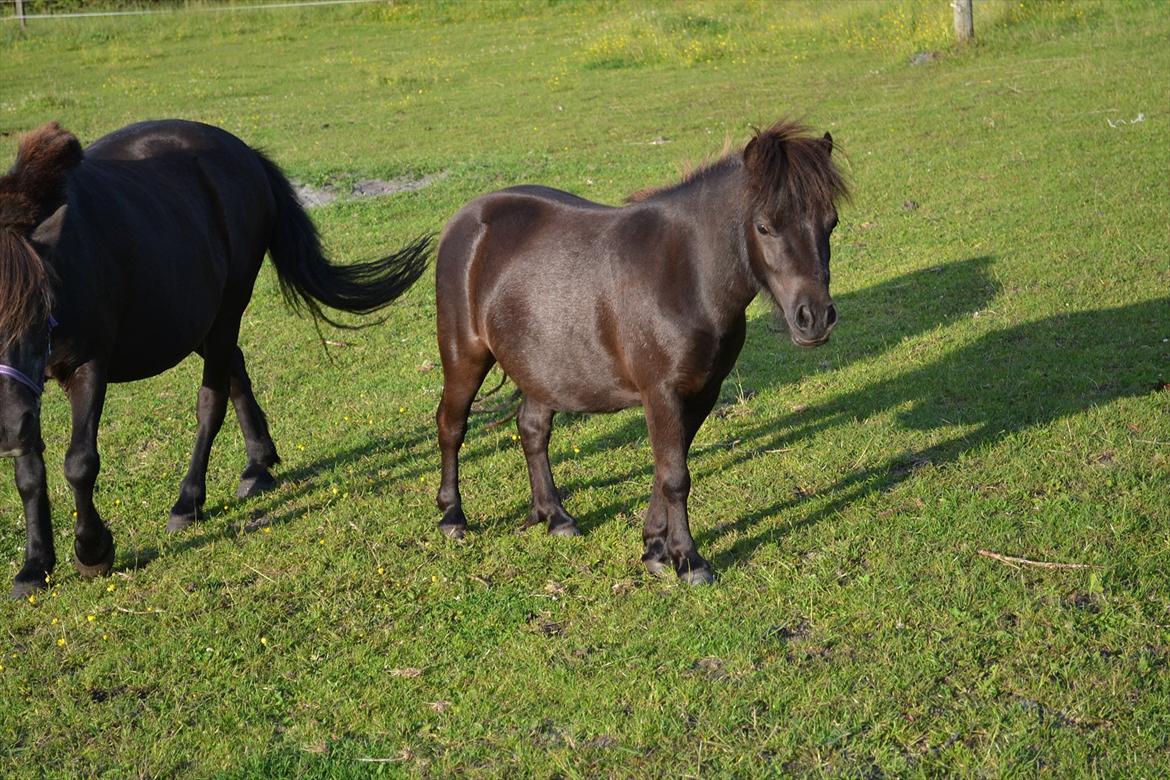 montana nye hjem i simmelkær billede 28