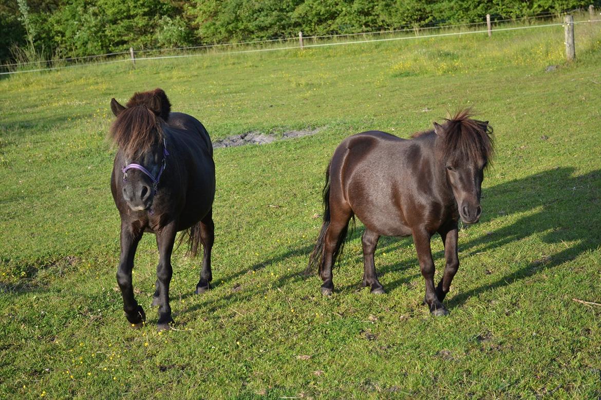 montana nye hjem i simmelkær billede 29