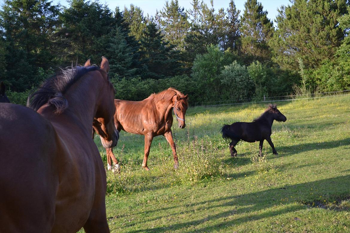 montana nye hjem i simmelkær billede 30
