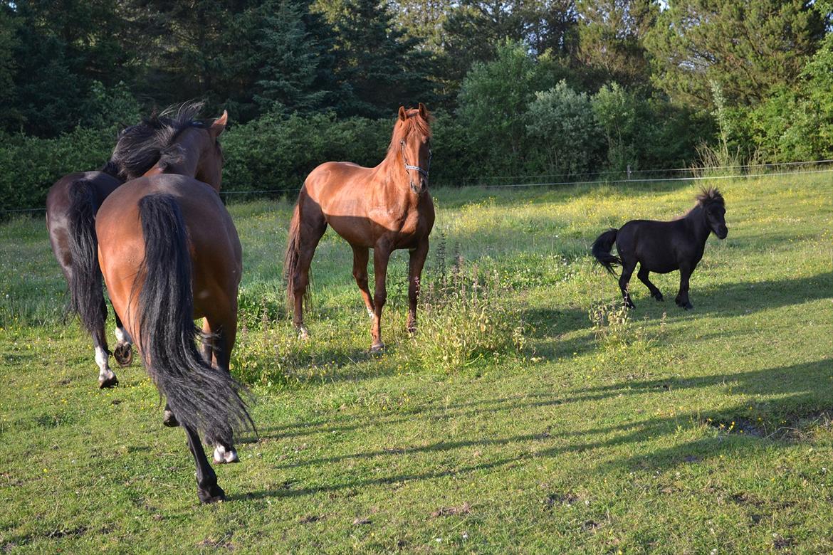 montana nye hjem i simmelkær billede 31