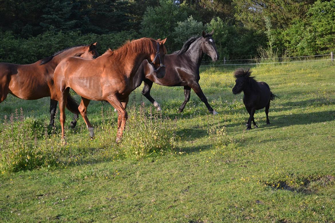 montana nye hjem i simmelkær billede 32
