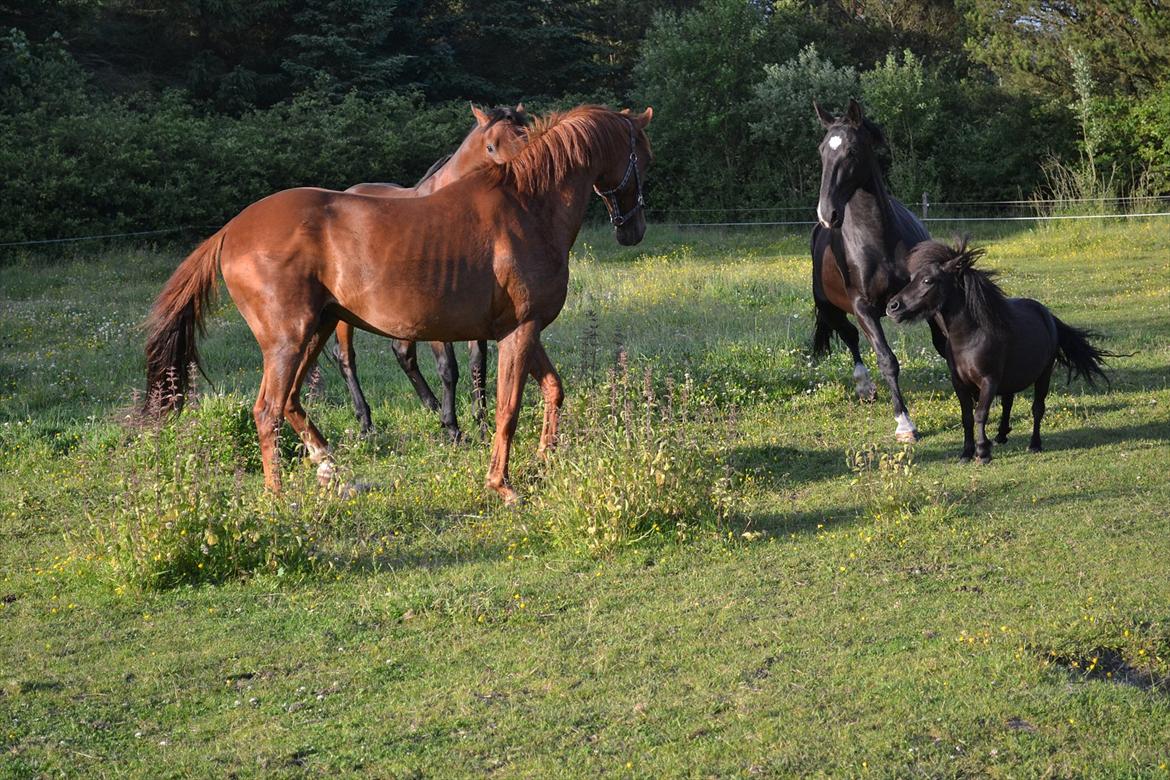montana nye hjem i simmelkær billede 33