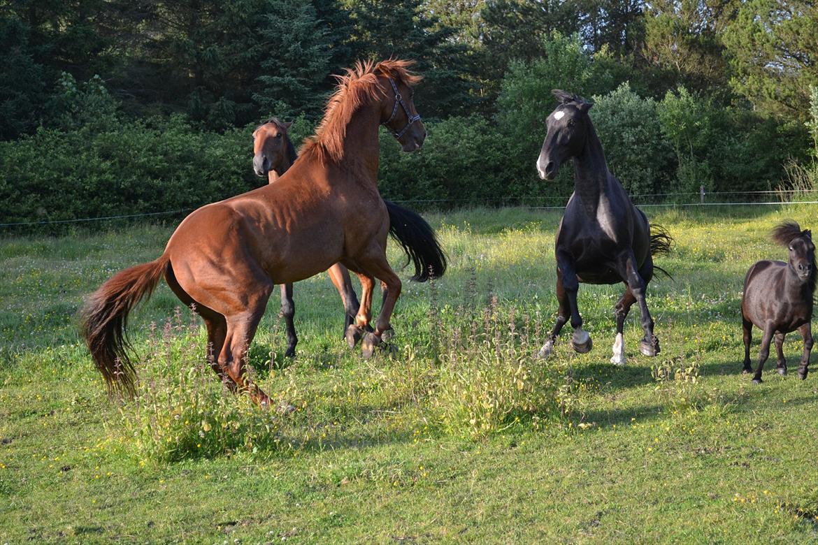 montana nye hjem i simmelkær billede 34
