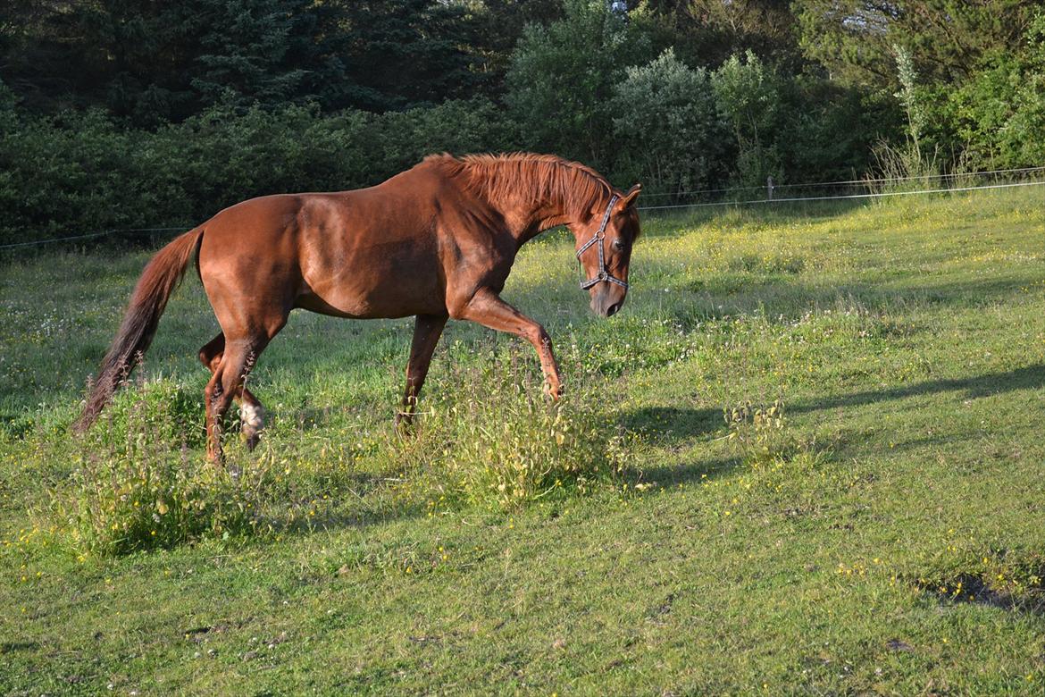 montana nye hjem i simmelkær billede 36