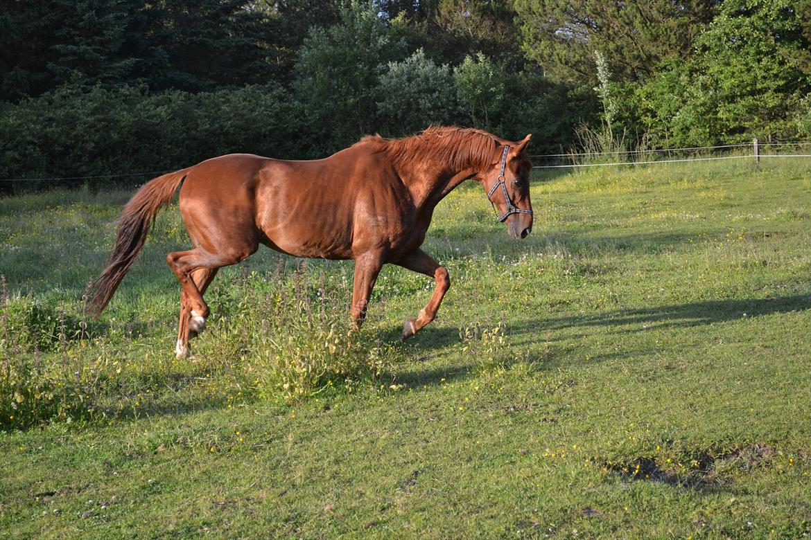 montana nye hjem i simmelkær billede 37