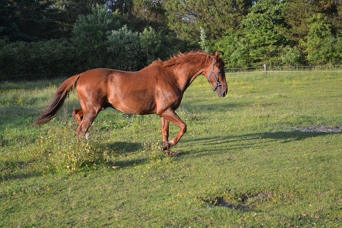 montana nye hjem i simmelkær billede 38