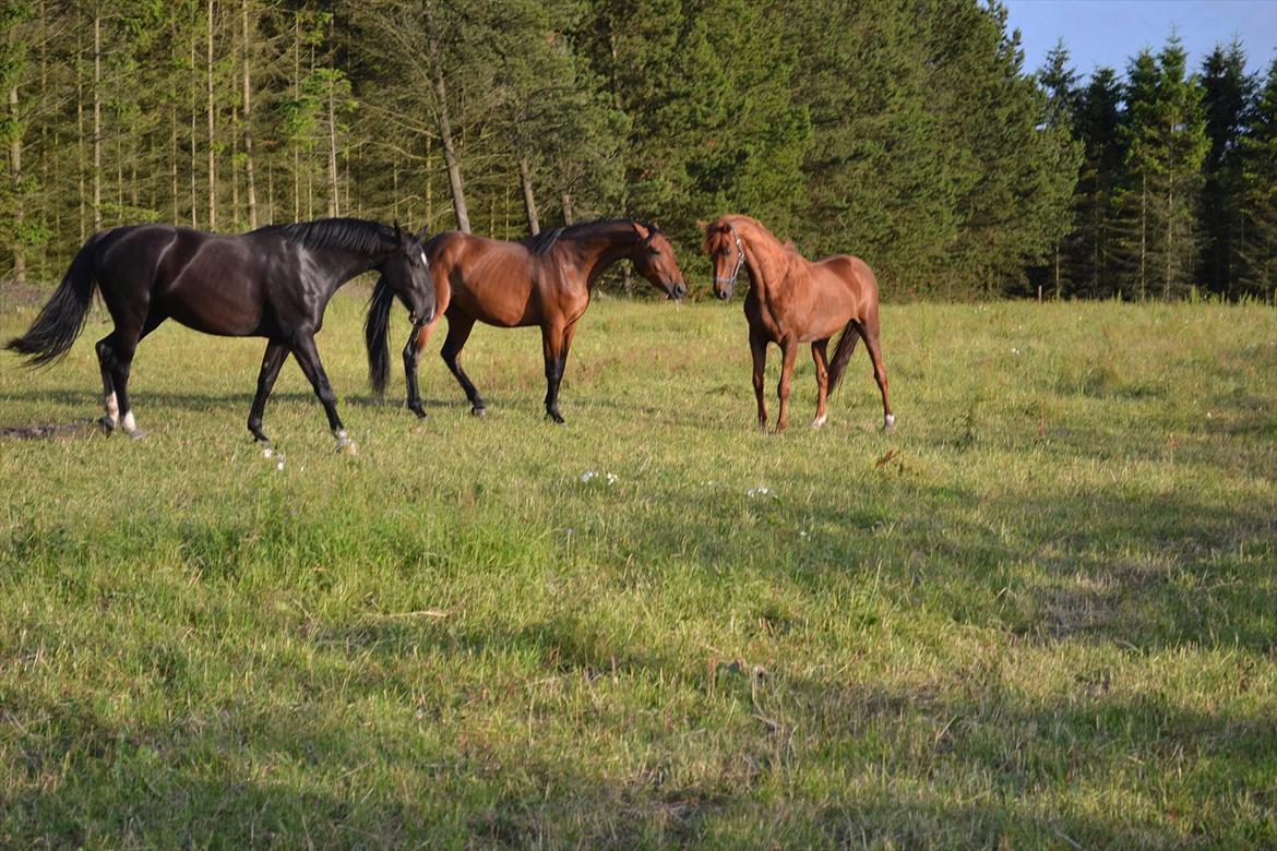 montana nye hjem i simmelkær billede 49