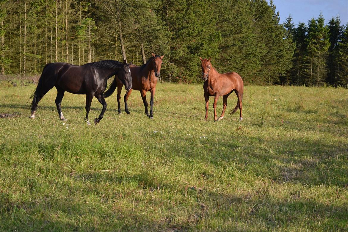 montana nye hjem i simmelkær billede 50