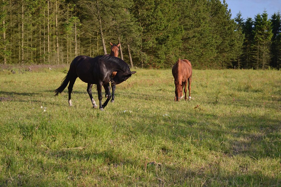 montana nye hjem i simmelkær billede 51